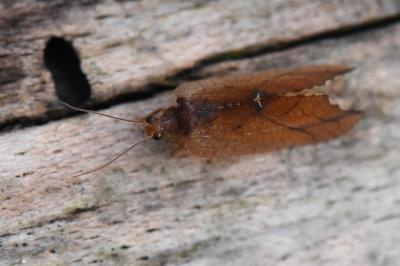 <i>Drepanepteryx phalaenoides</i>