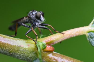 <i>Neomochtherus geniculatus</i>