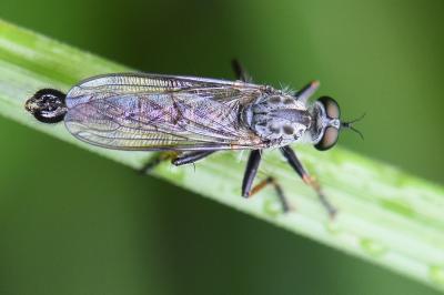 Neomochtherus geniculatus