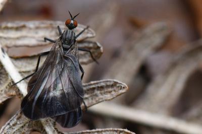 <i>Rhamphomyia marginata</i>