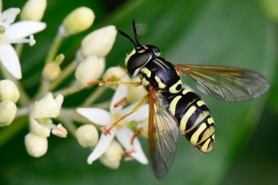<i>Chrysotoxum elegans</i>