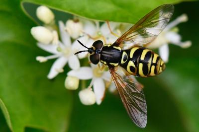 <i>Chrysotoxum elegans</i>