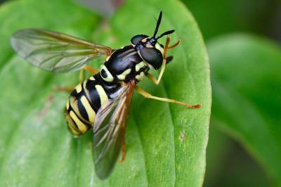 <i>Chrysotoxum elegans</i>