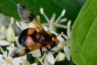 <i>Volucella inflata</i>
