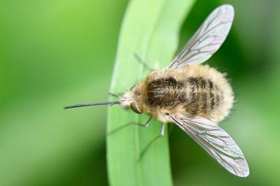 <i>Bombylius venosus</i>