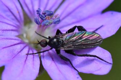 <i>Empis pennipes</i>