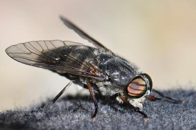 <i>Tabanus tergestinus</i>