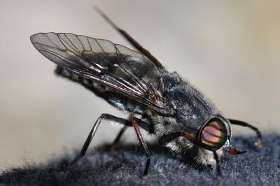 <i>Tabanus tergestinus</i>