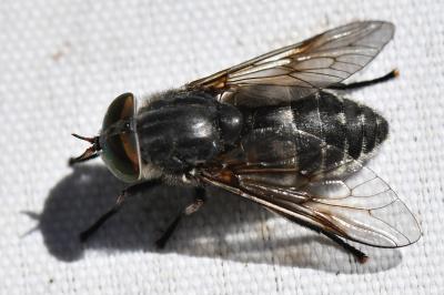 <i>Tabanus tergestinus</i>