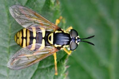 <i>Chrysotoxum verralli</i>