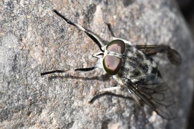 <i>Tabanus autumnalis</i>