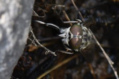 <i>Tabanus autumnalis</i>