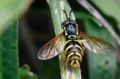 <i>Chrysotoxum elegans</i>