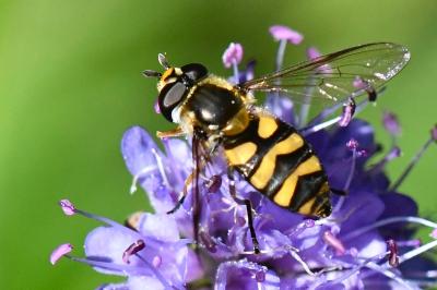 <i>Didea fasciata</i>