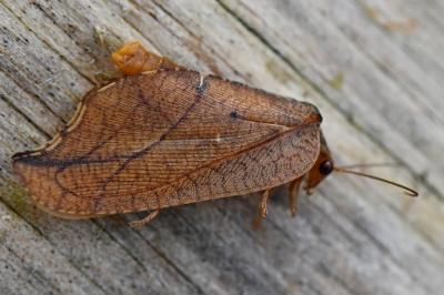 <i>Drepanepteryx phalaenoides</i>