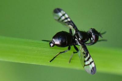 <i>Rivellia syngenesiae</i>