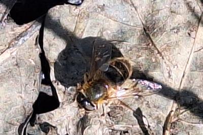 <i>Eristalis similis</i>
