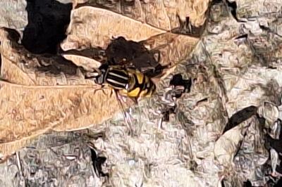 <i>Helophilus pendulus</i>