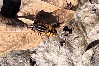 <i>Helophilus pendulus</i>