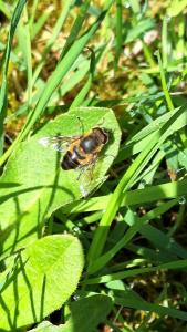 <i>Eristalis similis</i>