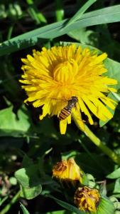 <i>Episyrphus balteatus</i>