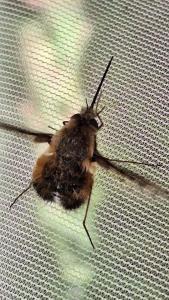 <i>Bombylius discolor</i>