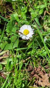 <i>Sphaerophoria scripta</i>