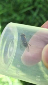 <i>Syrphus ribesii</i>