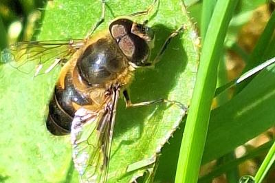 <i>Eristalis similis</i>