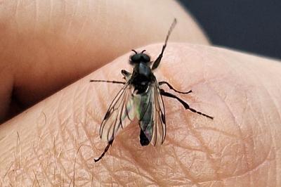 <i>Bibio reticulatus</i>