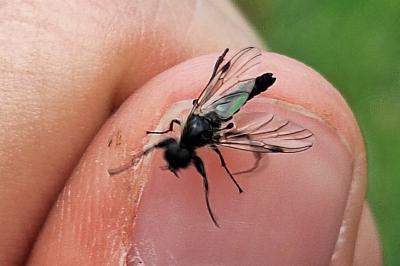 <i>Bibio reticulatus</i>