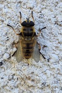 <i>Myathropa florea</i>