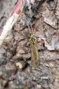 <i>Nephrotoma appendiculata</i>