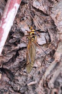 <i>Nephrotoma appendiculata</i>