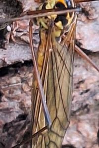 <i>Nephrotoma appendiculata</i>
