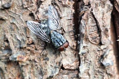 <i>Muscina</i>