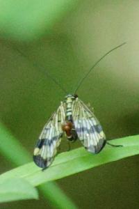 Mouche scorpion, Panorpe commune