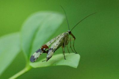 Mouche scorpion, Panorpe commune