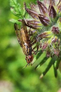 <i>Dorycera graminum</i>