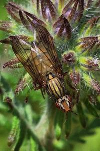 <i>Dorycera graminum</i>