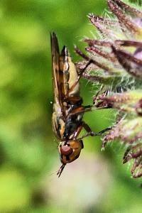 <i>Dorycera graminum</i>