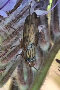<i>Dorycera graminum</i>