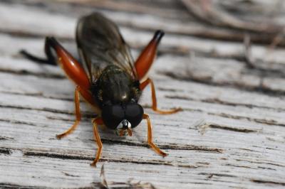 <i>Chalcosyrphus femoratus</i>