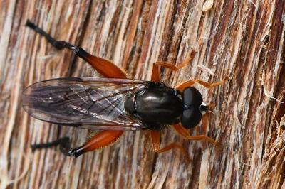 <i>Chalcosyrphus femoratus</i>