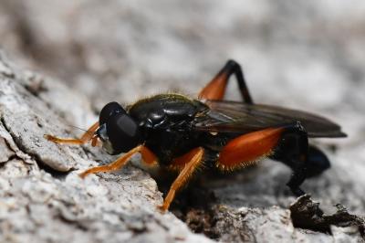 <i>Chalcosyrphus femoratus</i>
