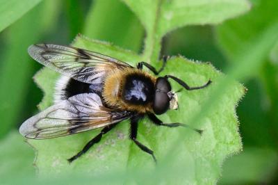 <i>Volucella bombylans</i>