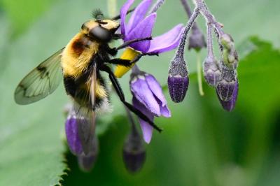 <i>Volucella bombylans</i>