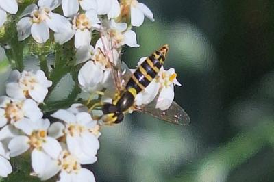 <i>Sphaerophoria scripta</i>