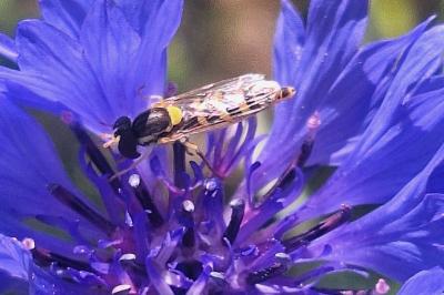 <i>Sphaerophoria scripta</i>