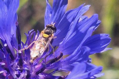 <i>Sphaerophoria scripta</i>